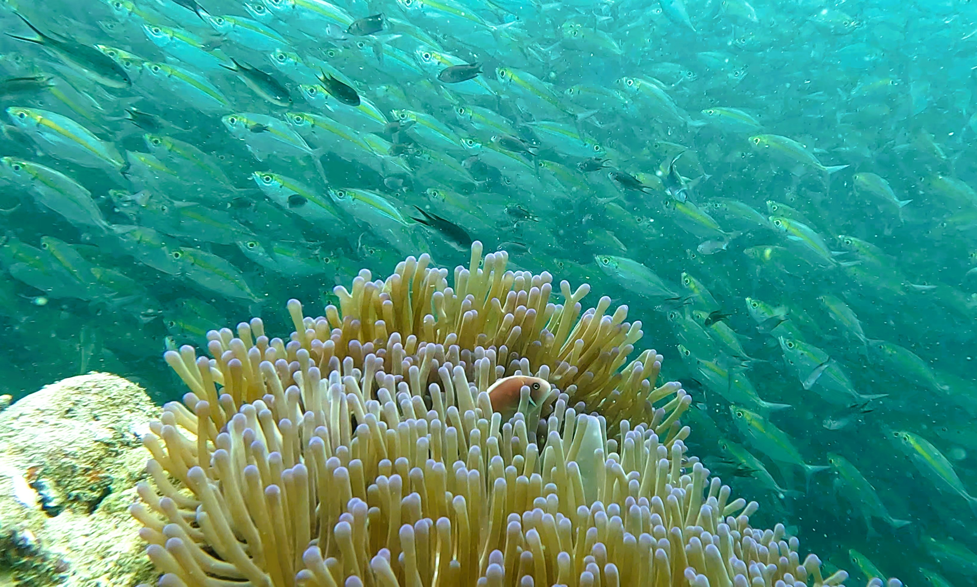 Snorkelling au nord de l’île.